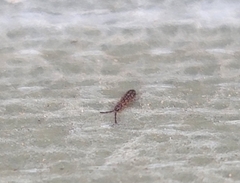 Isotomurus