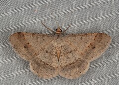 Isturgia catalaunaria
