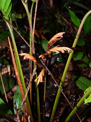 Monotagma contractum