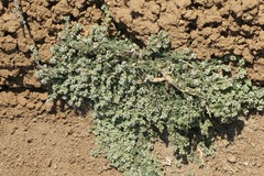 Lepidium navasii