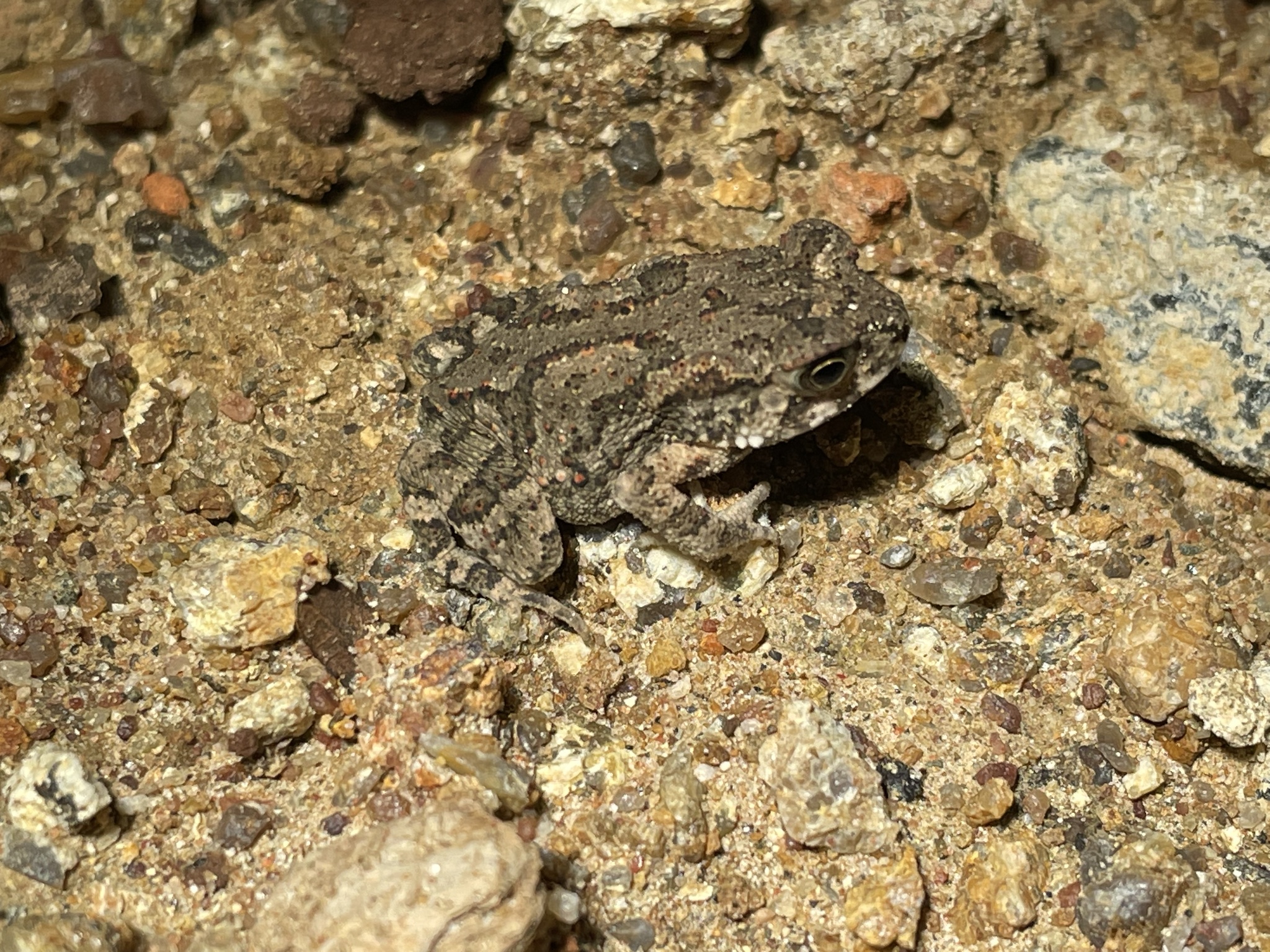 Bufonidae