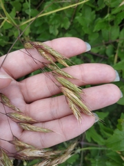 Bromus japonicus