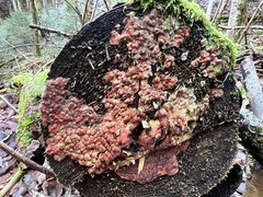 Hyphodiscus hymeniophilus