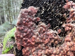 Hyphodiscus hymeniophilus