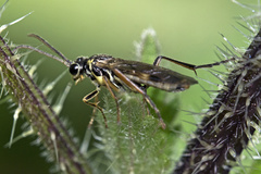 Aglaostigma fulvipes