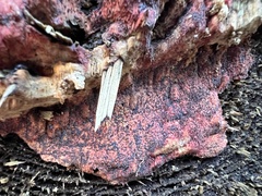 Hyphodiscus hymeniophilus