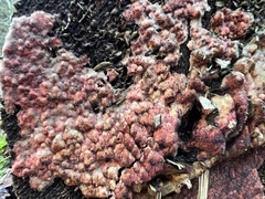 Hyphodiscus hymeniophilus