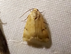 Ophiusa