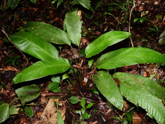 Monotagma contractum