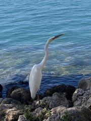Ardea herodias occidentalis