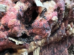 Hyphodiscus hymeniophilus