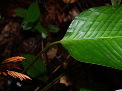 Monotagma contractum