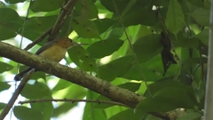 Ramphocaenus melanurus