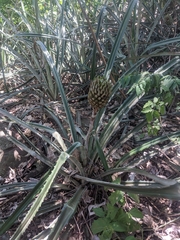 Ananas