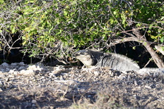 Cyclura nubila