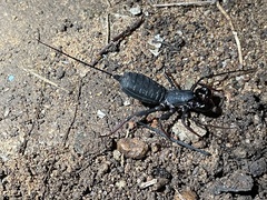 Thelyphonus sepiaris