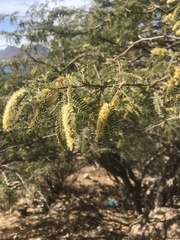 Prosopis juliflora