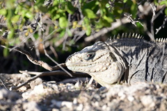 Cyclura nubila