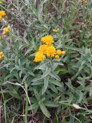 Pentanema germanicum