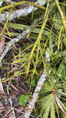 Rhipsalis baccifera