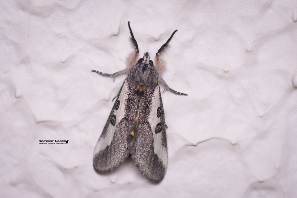 Neotuerta platensis
