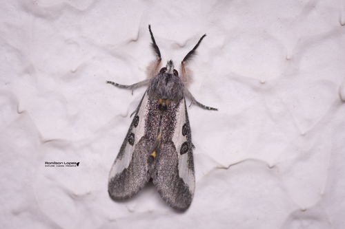 Neotuerta platensis