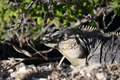 Cyclura nubila