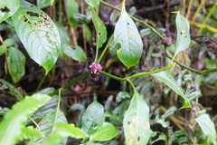 Palicourea axillaris