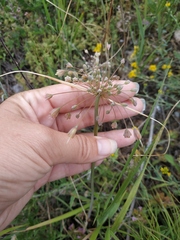 Allium flavum tauricum