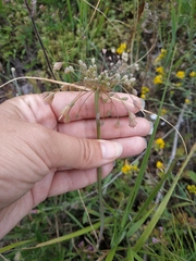 Allium flavum tauricum