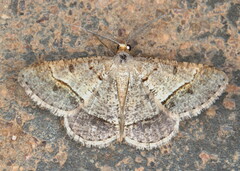 Isturgia exerraria