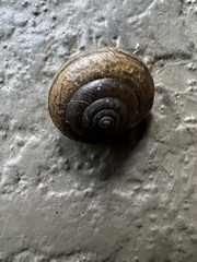 Helminthoglypta traskii