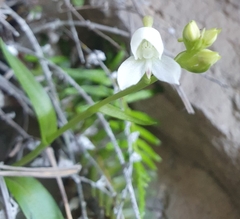 Disa uncinata