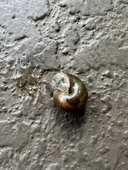 Helminthoglypta traskii