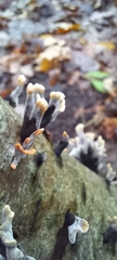 Xylaria hypoxylon