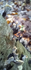 Xylaria hypoxylon