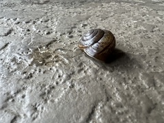 Helminthoglypta traskii