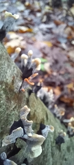 Xylaria hypoxylon