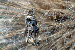 Endothenia