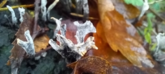 Xylaria hypoxylon