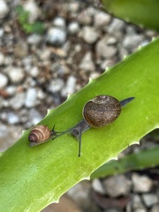 Bulimulus guadalupensis