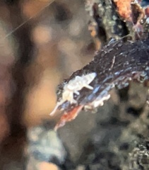 Entomobrya atrocincta