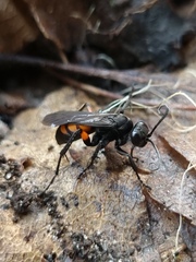 Anoplius viaticus