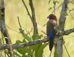 Granatina ianthinogaster