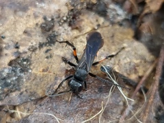 Anoplius viaticus