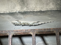 Hemidactylus leschenaultii