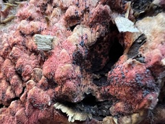 Hyphodiscus hymeniophilus