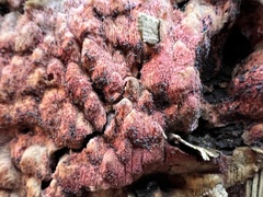 Hyphodiscus hymeniophilus