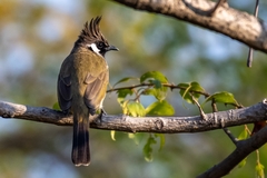 Pycnonotus leucogenys