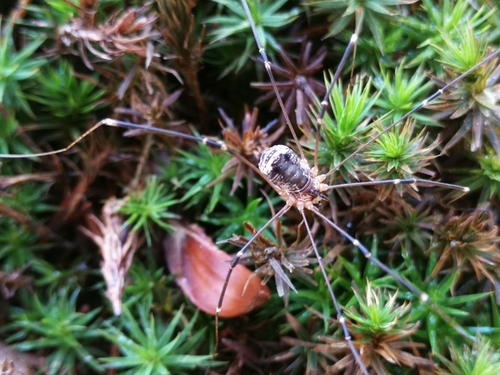 kosec hladký (Leiobunum gracile)
